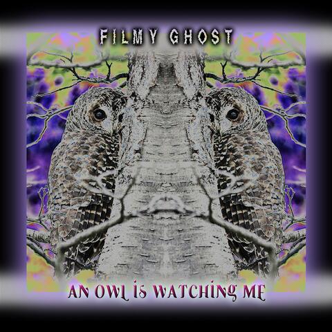 An Owl is Watching me