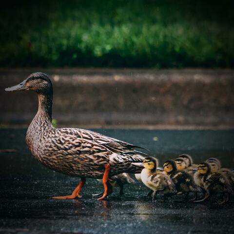 Relax and Improve Mood with Sounds of Chickens and Ducks