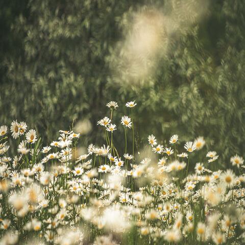 Daisy
