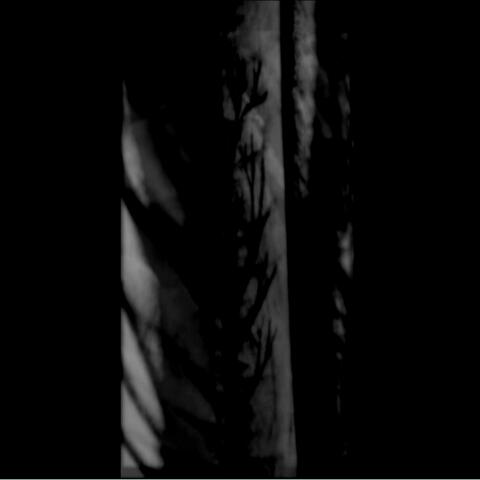 with black branches​.​. scars and wounds, the painful memories​.​.​.
