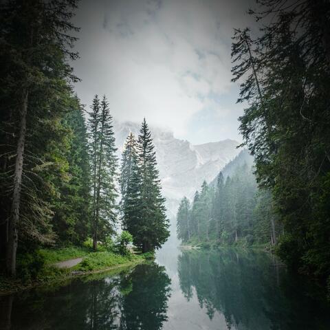 Relieve Stress Immediately and Relax with Forest Sounds