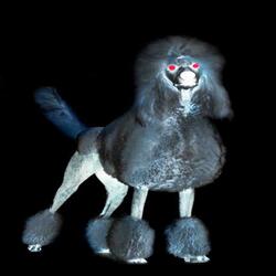 Scared of Poodles
