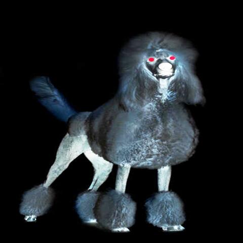 Scared of Poodles