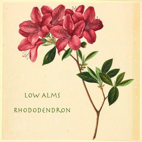 Rhododendron