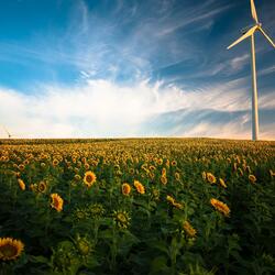 Whispy Winds Across the Fields to Help You Relax