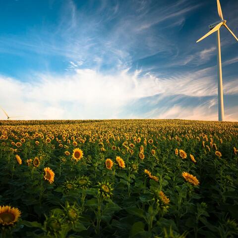 Whispy Winds Across the Fields to Help You Relax