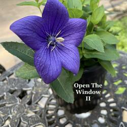 Open The Window II