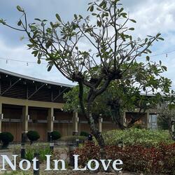 Not In Love