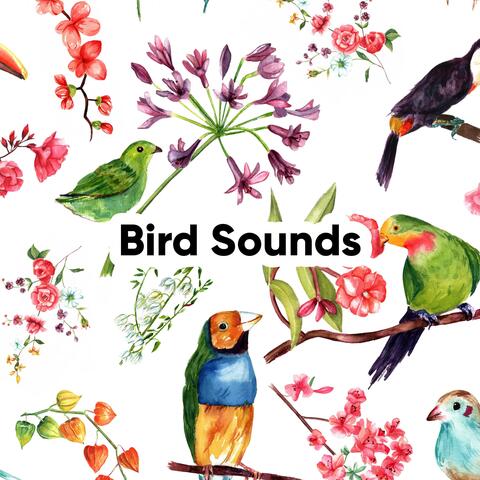 Bird Sounds: A Beautiful Morning in Rural England