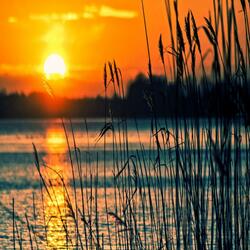 Golden Lines