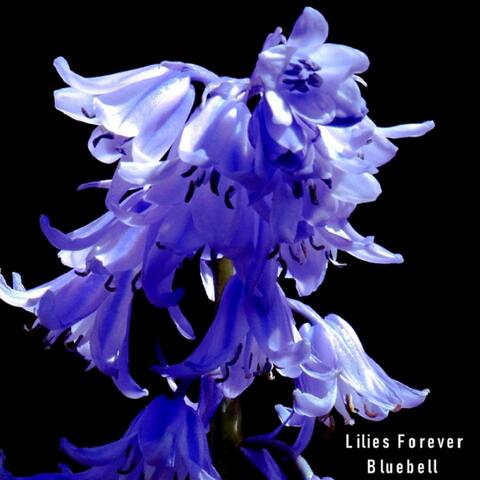 Bluebell