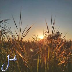 Paddy field