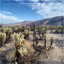 A Lullaby in Joshua Tree (Instrumental)