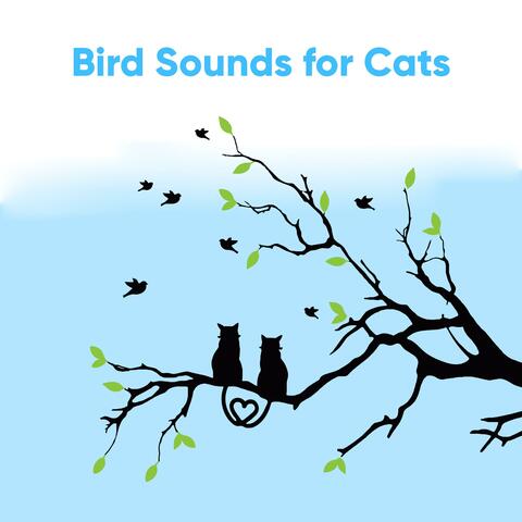 Bird Sounds for Cats