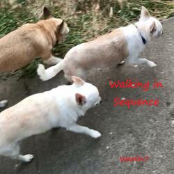 Walking in Sequence