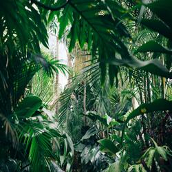 Jungle