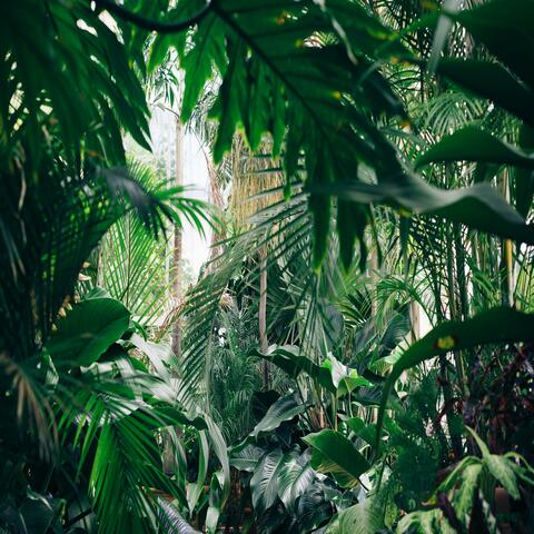 Jungle