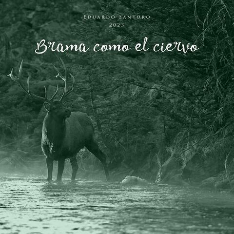 Brama como el ciervo