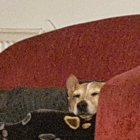 dog is chilling