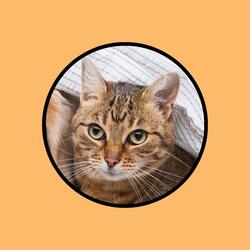 Optimism: Cat Calming with Rain Noise