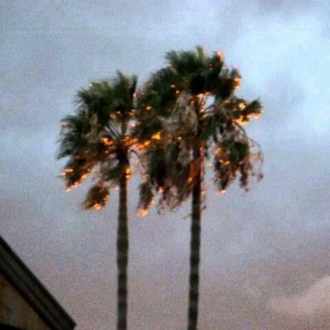 Pla$tic Palm Tree