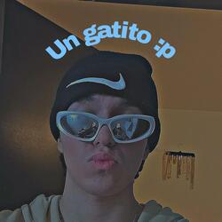 Un gatito