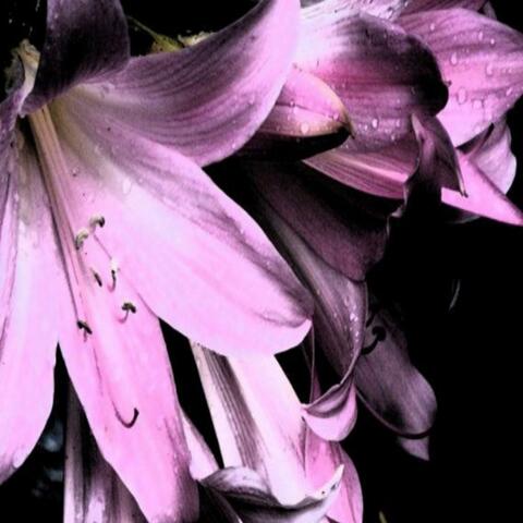 Belladonna Dub