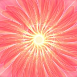 The Spirit of Pink Coneflower