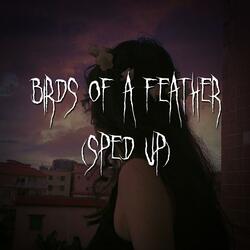 birds of a feather