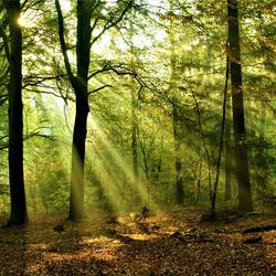 Scary Dark Forest