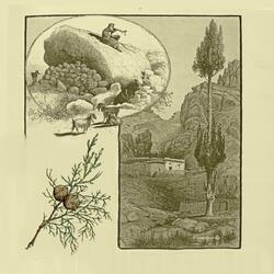 Corridors of Cypress