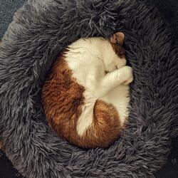 The Ever-Increasing Quality of the Night