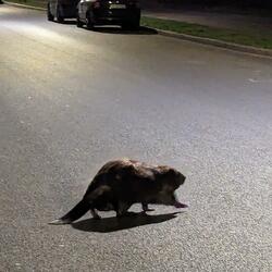 The Ever-Increasing Quality of the Night