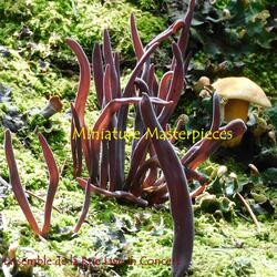 The Sycamore Tree (feat. Ensemble De La Rue)