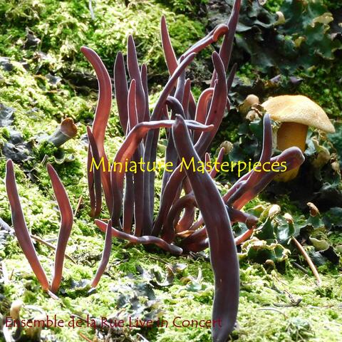 Miniature Masterpieces: Ensemble de la Rue Live in Concert (feat. Ensemble De La Rue)