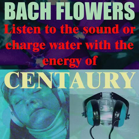 Centaury - (Listen to the sound or charge water with the energy of Centaury Flower)
