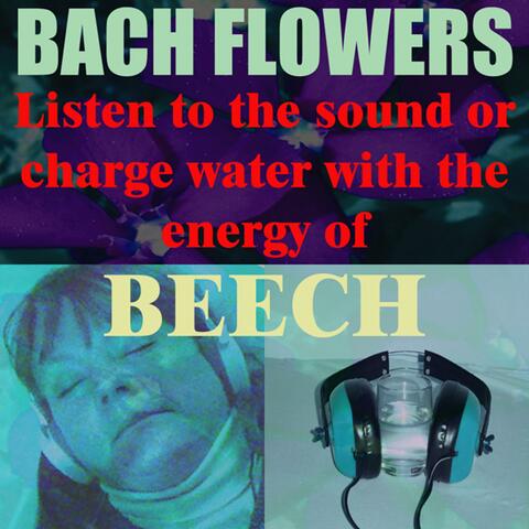 Beech - (Listen to the sound or charge water with the energy of Beech Flower)