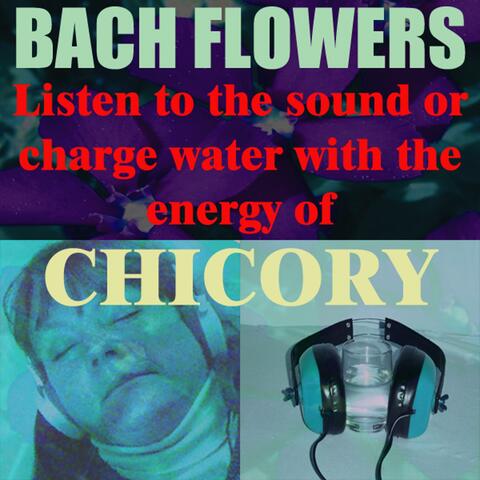 Chicory - (Listen to the sound or charge water with the energy of Chicory)