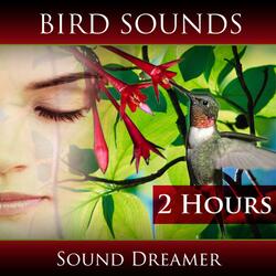 Bird Sounds (2 Hours)