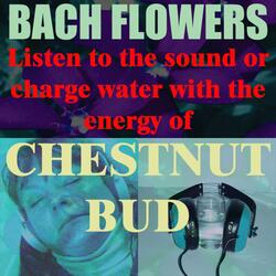 Chestnut Bud