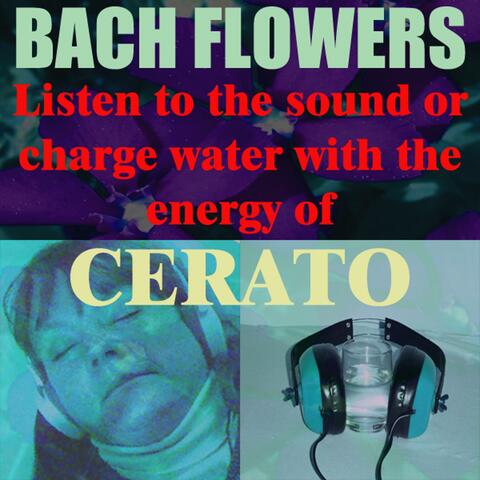 Cerato - (Listen to the sound or charge water with the energy of Cerato)