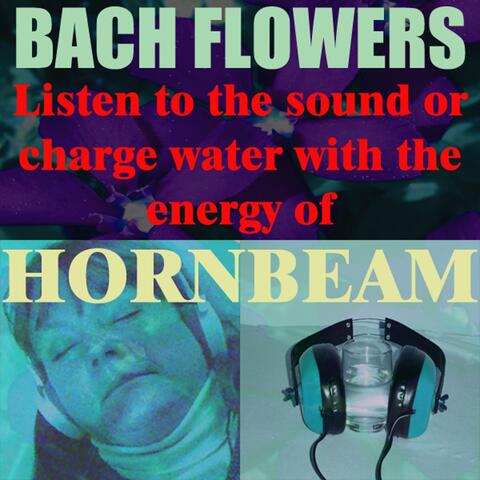 Hornbeam - (Listen to the sound or charge water with the energy of Hornbeam)