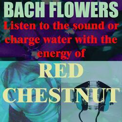 Red Chestnut