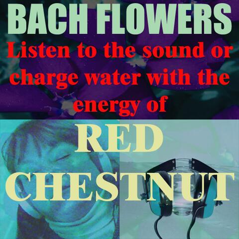 Red Chestnut - (Listen to the sound or charge water with the energy of Red Chestnut)