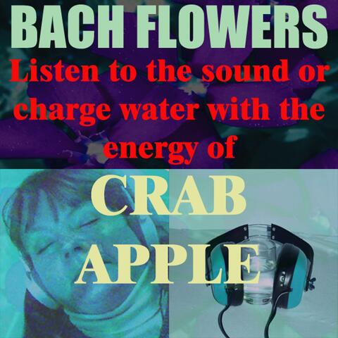 Crab Apple - (Listen to the sound or charge water with the energy of Crab Apple)