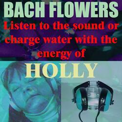 Holly