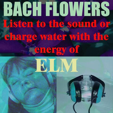 Elm - (Listen to the sound or charge water with the energy of Elm)