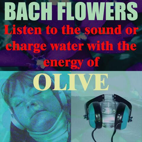 Olive - (Listen to the sound or charge water with the energy of Olive)