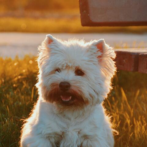 Separation Anxiety Music for Dog Relaxation (Blue)