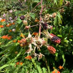 proof of planar concept